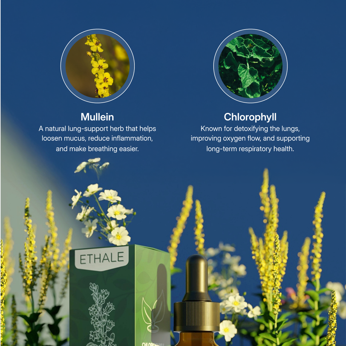 Ethale Mullein & Chlorophyll Lung Drops